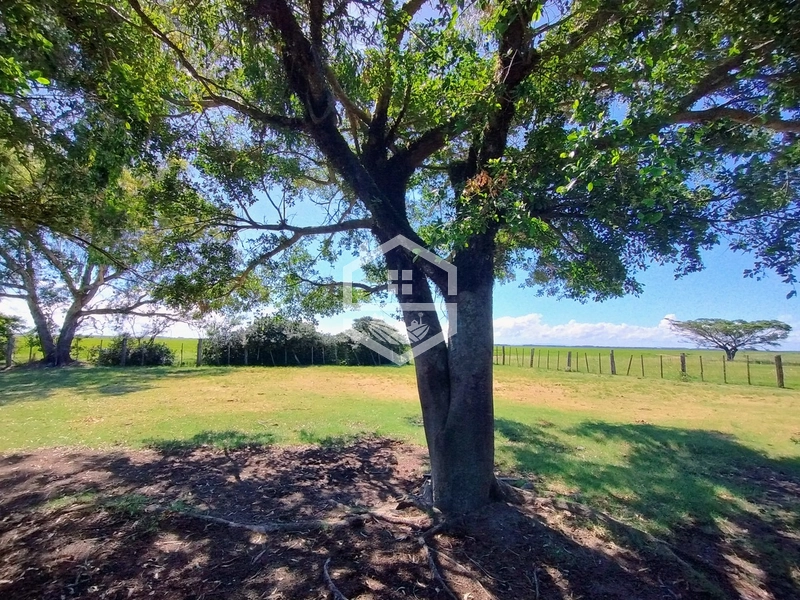 173ha de Campo e lavoura...: 12ª foto da galeria de imagens do imóvel