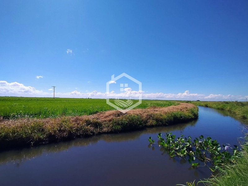 173ha de Campo e lavoura...: 21ª foto da galeria de imagens do imóvel