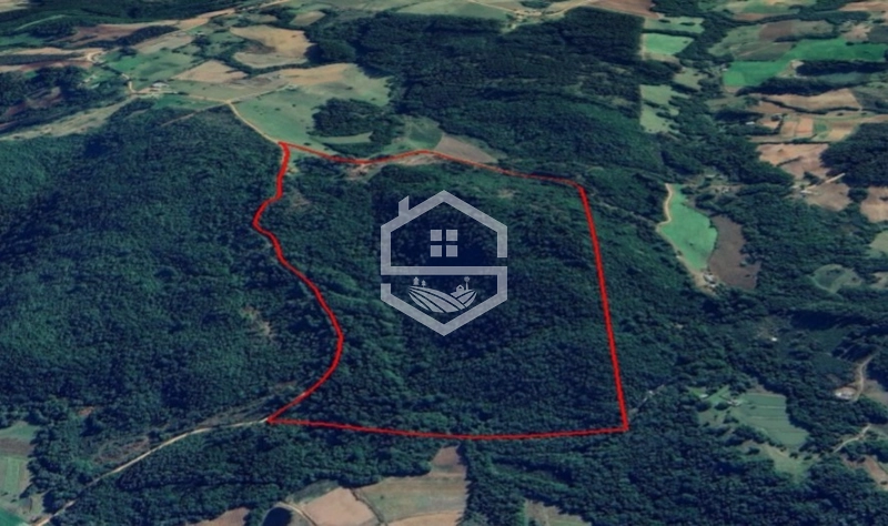 40ha interior de Chuvisca.: 6ª foto da galeria de imagens do imóvel