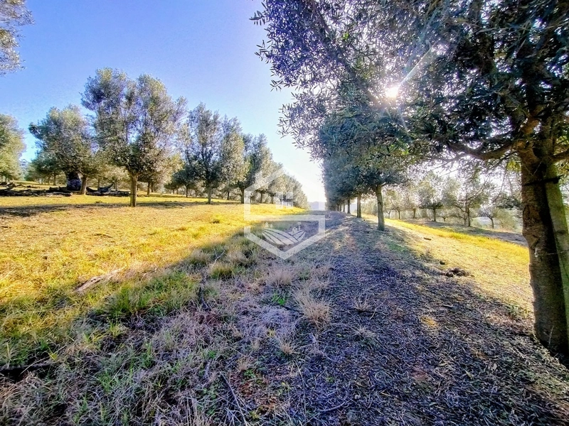 -59ha no interior de Sentinela do Sul-: 31ª foto da galeria de imagens do imóvel