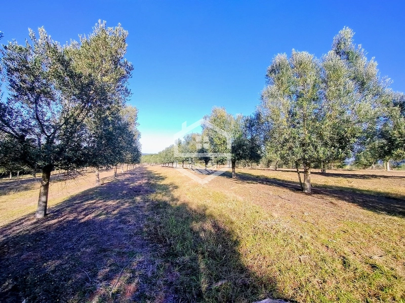 -59ha no interior de Sentinela do Sul-: 29ª foto da galeria de imagens do imóvel