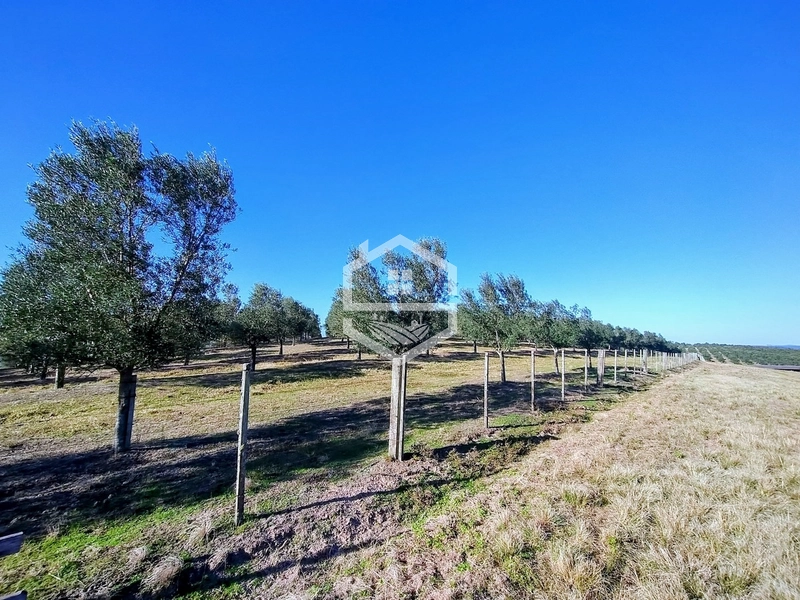 -59ha no interior de Sentinela do Sul-: 17ª foto da galeria de imagens do imóvel