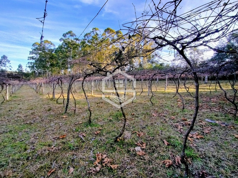 -Propriedade com 12,7 ha, Aptidão Agrosilvipastoril -: 2ª foto da galeria de imagens do imóvel