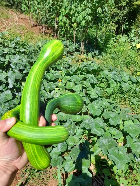 Lindo Sítio a Venda Sede Fiqueira: 5ª foto da galeria de imagens do imóvel