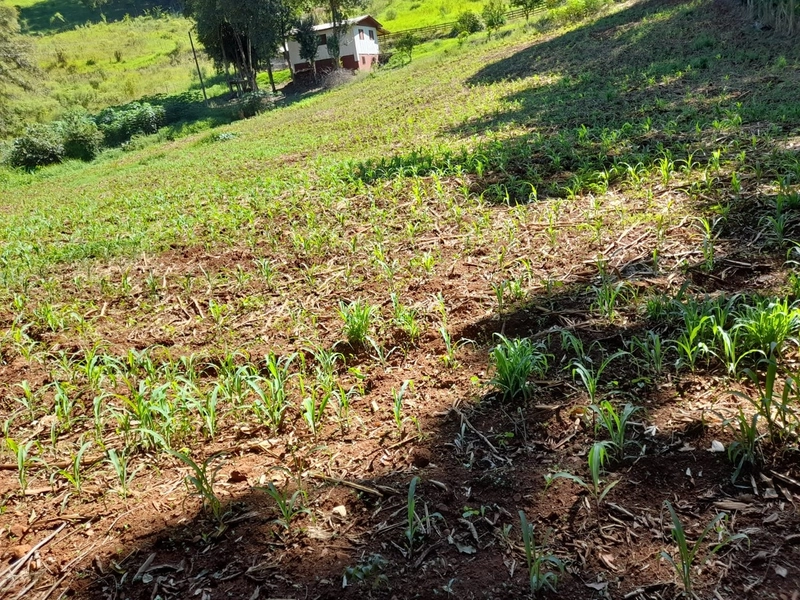 Lindo Sítio a Venda Sede Fiqueira: 3ª foto da galeria de imagens do imóvel