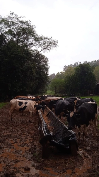 Propriedade Rural à Venda – Nova Itaberaba/SC: 8ª foto da galeria de imagens do imóvel