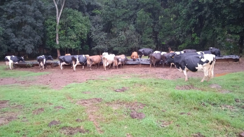 Propriedade Rural à Venda – Nova Itaberaba/SC: 11ª foto da galeria de imagens do imóvel