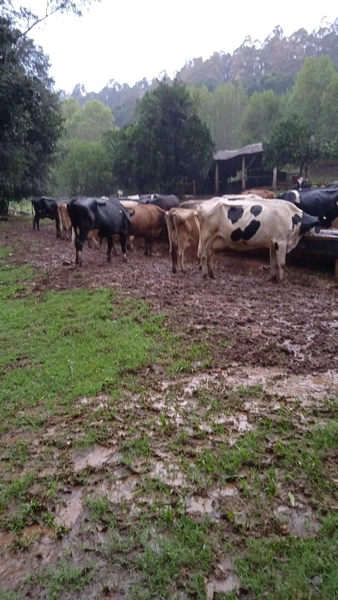 Propriedade Rural à Venda – Nova Itaberaba/SC: 14ª foto da galeria de imagens do imóvel