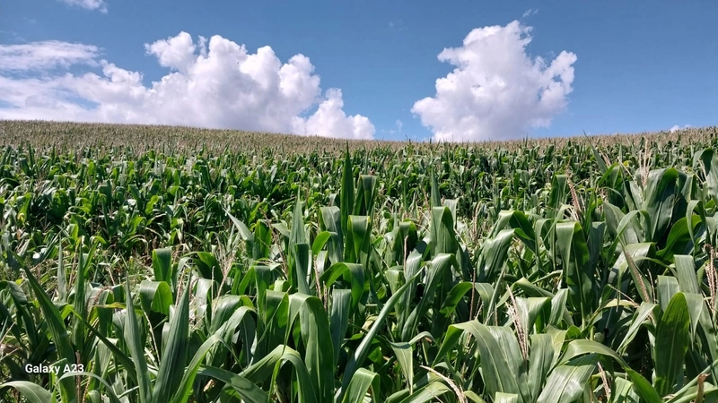 Propriedade Rural à Venda – Xaxim/SC: 1ª foto da galeria de imagens do imóvel