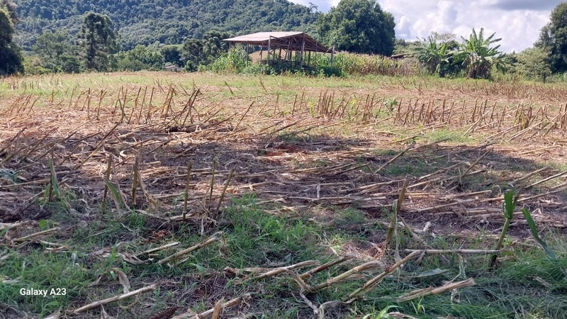 Propriedade Rural à Venda – Xaxim/SC: 6ª foto da galeria de imagens do imóvel
