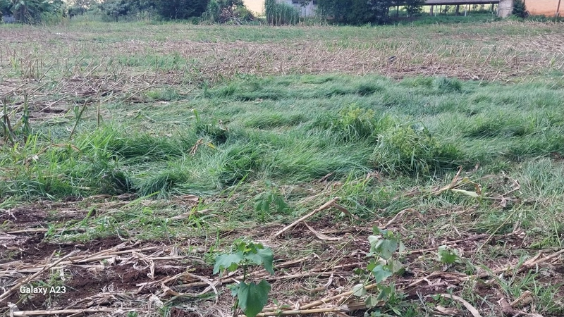 Propriedade Rural à Venda – Xaxim/SC: 7ª foto da galeria de imagens do imóvel