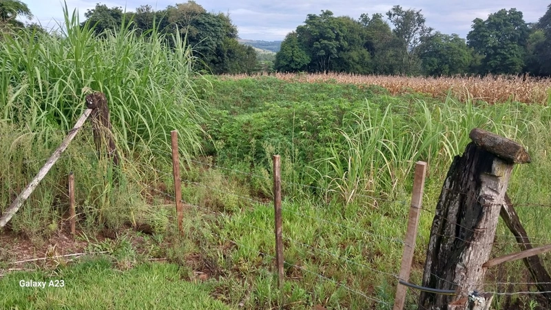 Área de Terra à Venda – Linha Parafusinho (Próximo a Planalto Alegre): 13ª foto da galeria de imagens do imóvel