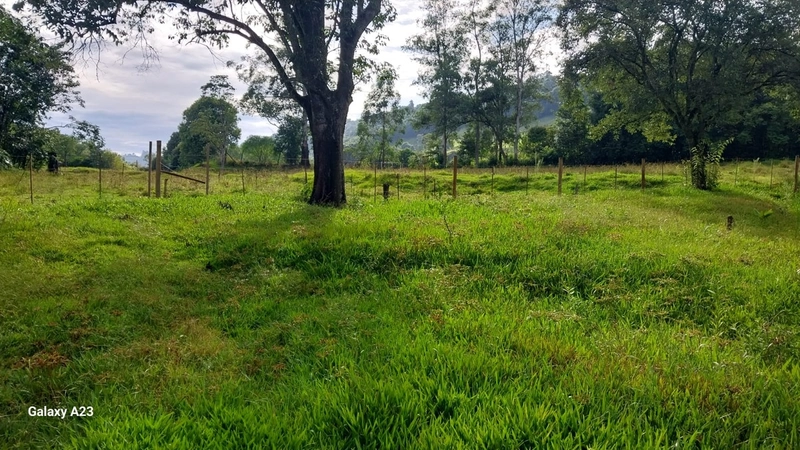 Área de Terra à Venda – Linha Parafusinho (Próximo a Planalto Alegre): 3ª foto da galeria de imagens do imóvel