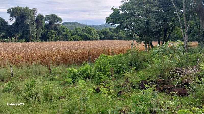 Área de Terra à Venda – Linha Parafusinho (Próximo a Planalto Alegre): 19ª foto da galeria de imagens do imóvel