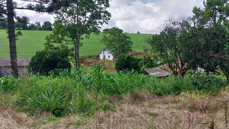 Propriedade Rural à Venda – Linha Batistello: 8ª foto da galeria de imagens do imóvel