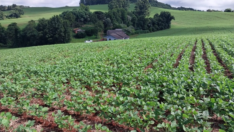 Propriedade Rural à Venda – Linha Batistello: 1ª foto da galeria de imagens do imóvel