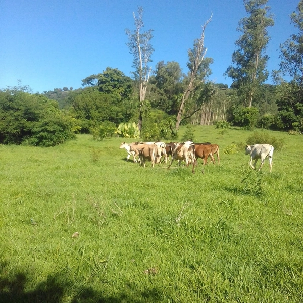 Área de Terra à Venda – Coronel Freitas/SC: 12ª foto da galeria de imagens do imóvel