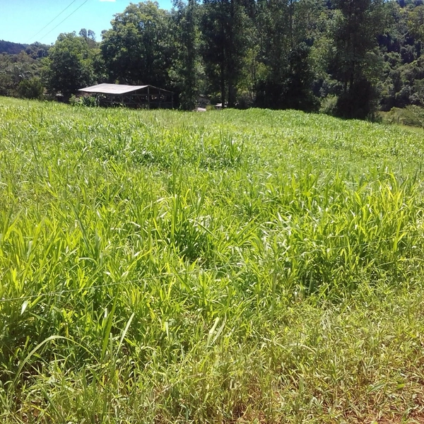 Área de Terra à Venda – Coronel Freitas/SC: 9ª foto da galeria de imagens do imóvel