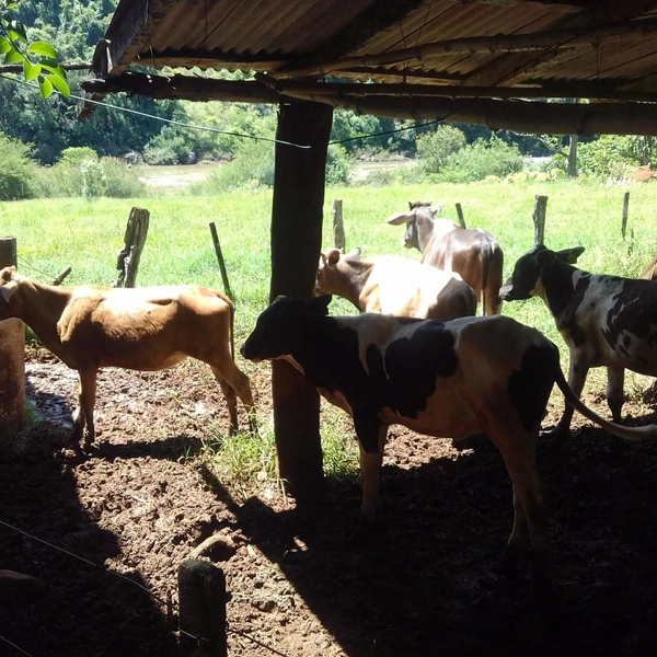 Área de Terra à Venda – Coronel Freitas/SC: 6ª foto da galeria de imagens do imóvel