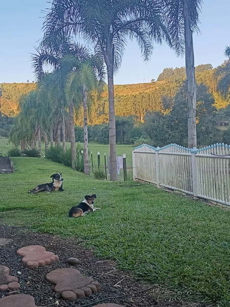Imóvel Rural à Venda – Linha Vila Jardim | Jardinópolis/SC: 3ª foto da galeria de imagens do imóvel