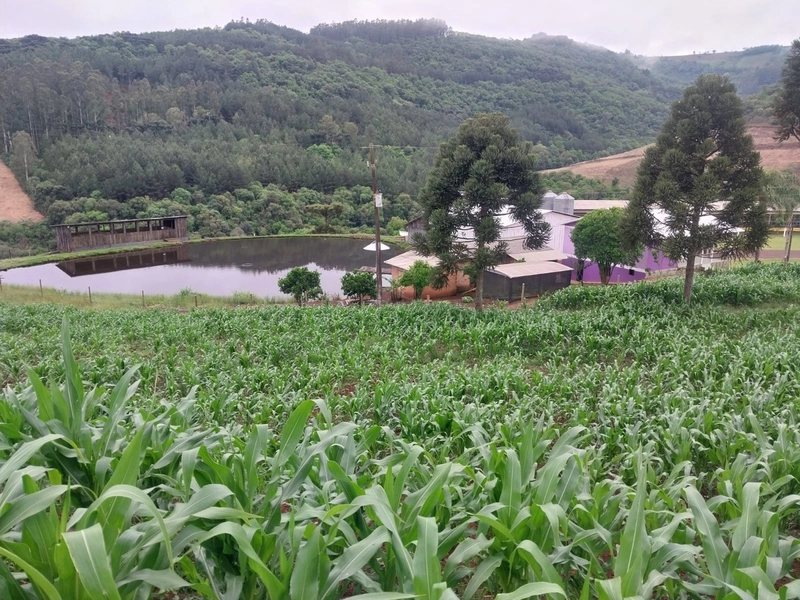 LINDA PROPRIEDADE A VENDA . BARÃO DE COTEGIPE , RS: 9ª foto da galeria de imagens do imóvel