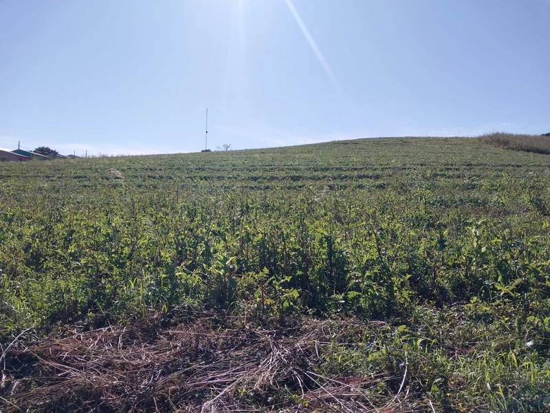 Área de terras em Caxambu / SC: 11ª foto da galeria de imagens do imóvel