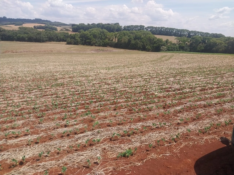 Área de Terras – Chapecó-SC: 6ª foto da galeria de imagens do imóvel