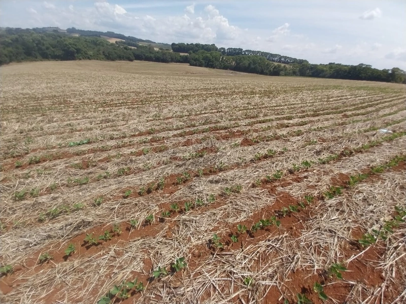 Área de Terras – Chapecó-SC: 4ª foto da galeria de imagens do imóvel