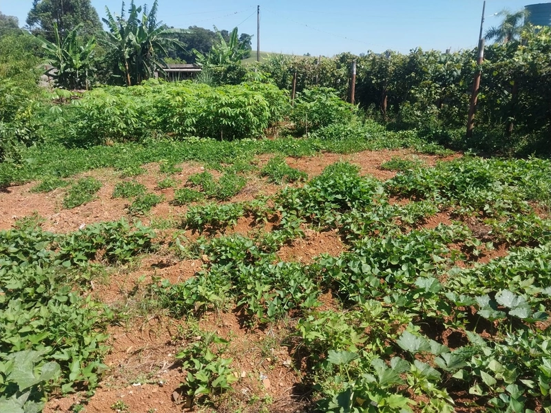 Chácara – Linha Colônia Cella - Chapecó-SC: 7ª foto da galeria de imagens do imóvel