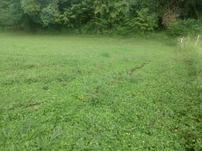 Chácara a venda - Linha Faxinal dos Rosas – Chapecó-SC: 3ª foto da galeria de imagens do imóvel