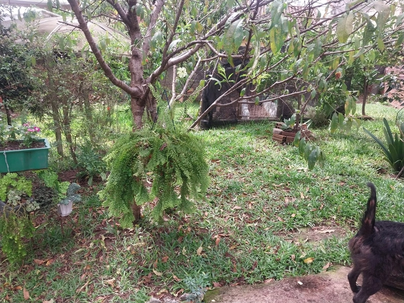 Casa á venda Bairro Santo Antonio - Chapecó-SC  Casa mista: Três dormi: 2ª foto da galeria de imagens do imóvel