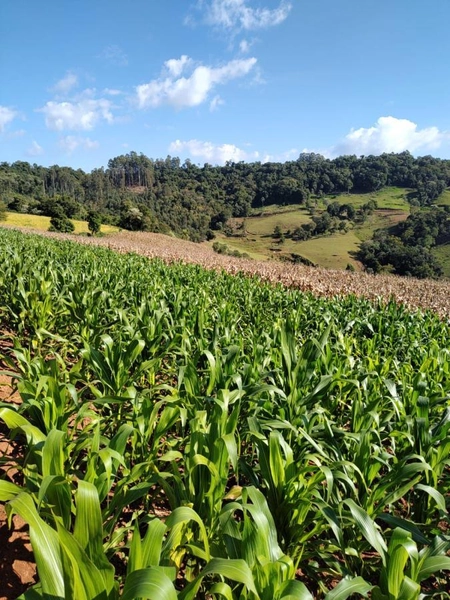 Área Rural para Venda em Faxinalzinho / RS no bairro Interior: 3ª foto da galeria de imagens do imóvel