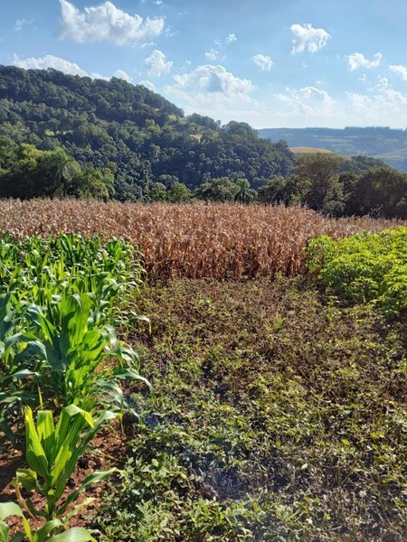 Área Rural para Venda em Faxinalzinho / RS no bairro Interior: 5ª foto da galeria de imagens do imóvel
