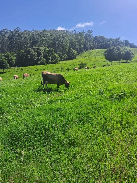 Área de terras á Venda – PAIAL/SC: 1ª foto da galeria de imagens do imóvel