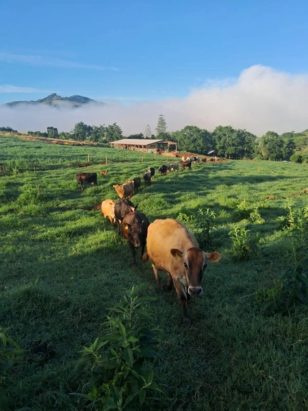 Área de terras á Venda – PAIAL/SC: 2ª foto da galeria de imagens do imóvel