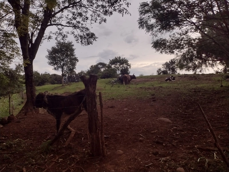 ÁREA DE TERRAS em Trindade do Sul - RS: 10ª foto da galeria de imagens do imóvel