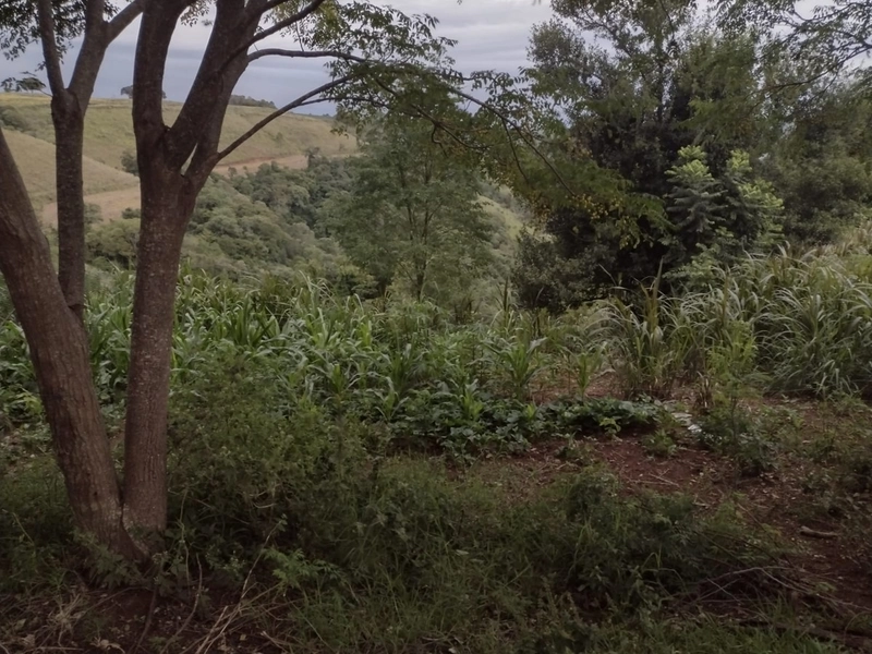 ÁREA DE TERRAS em Trindade do Sul - RS: 8ª foto da galeria de imagens do imóvel