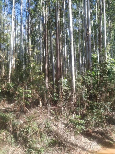 Área de terra a VENDA em São Valentin – RS: 5ª foto da galeria de imagens do imóvel