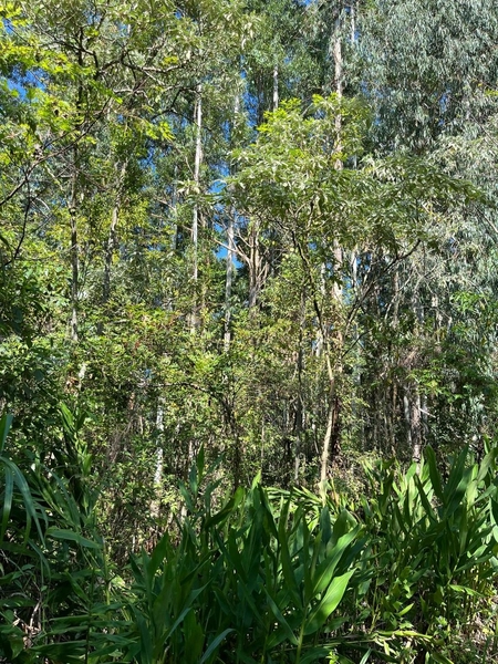 Área de terra a VENDA em São Valentin – RS: 3ª foto da galeria de imagens do imóvel