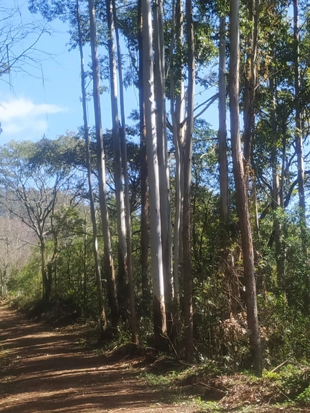 Área de terra a VENDA em São Valentin – RS: 9ª foto da galeria de imagens do imóvel
