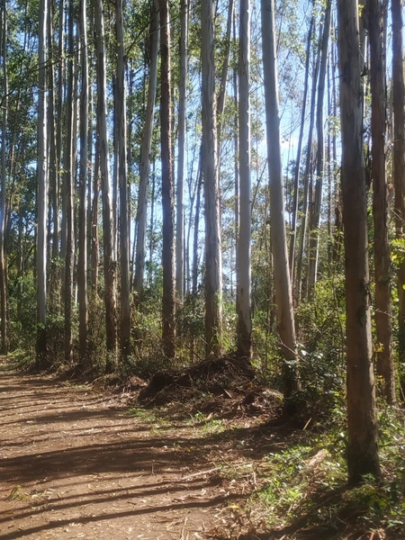 Área de terra a VENDA em São Valentin – RS: 8ª foto da galeria de imagens do imóvel