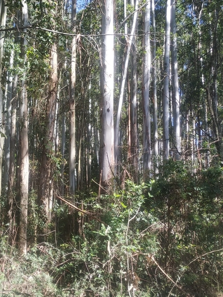 Área de terra a VENDA em São Valentin – RS: 6ª foto da galeria de imagens do imóvel