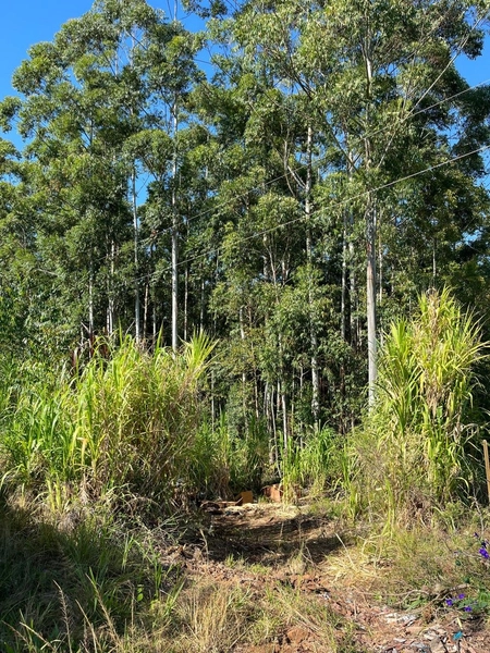 Área de terra a VENDA em São Valentin – RS: 4ª foto da galeria de imagens do imóvel