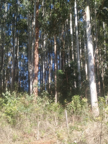 Área de terra a VENDA em São Valentin – RS: 7ª foto da galeria de imagens do imóvel
