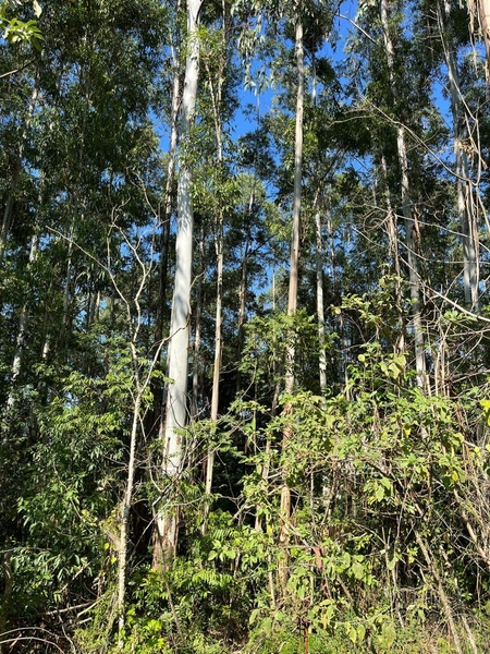 Área de terra a VENDA em São Valentin – RS: 1ª foto da galeria de imagens do imóvel