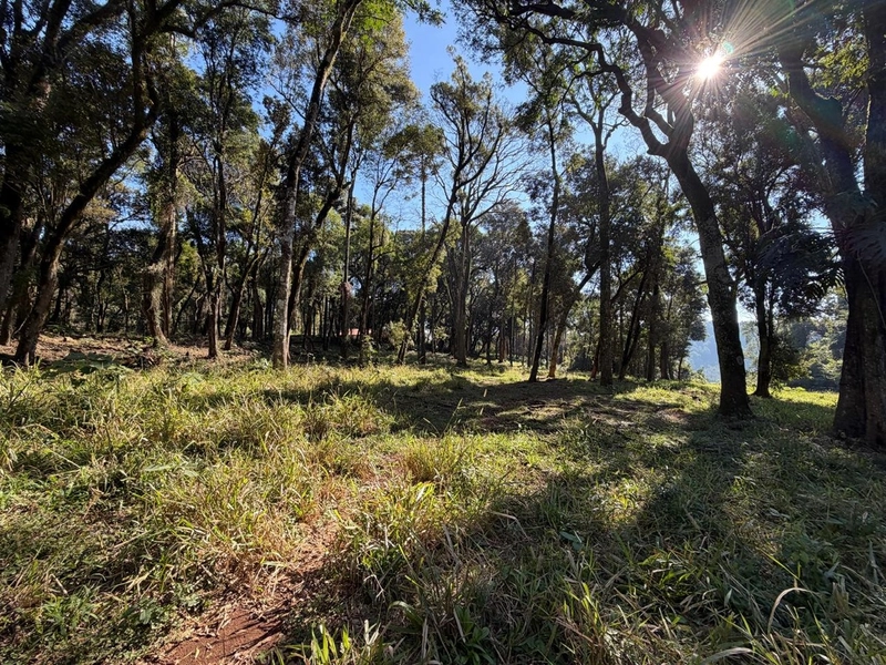ÁREA DE TERRA À VENDA – DISTRITO MARECHAL BORMANN - CHAPECÓ/SC: 6ª foto da galeria de imagens do imóvel