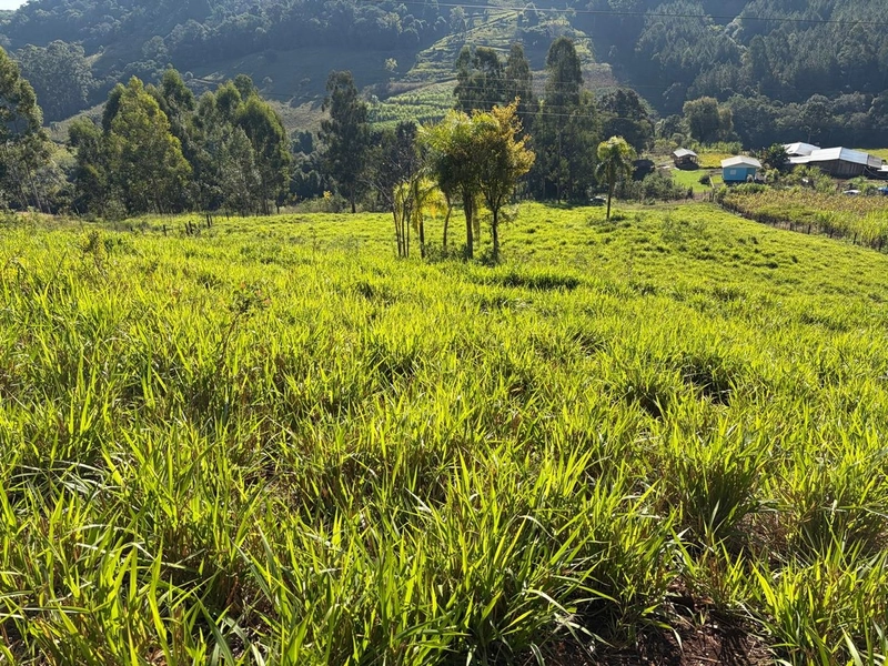 ÁREA DE TERRA À VENDA – DISTRITO MARECHAL BORMANN - CHAPECÓ/SC: 5ª foto da galeria de imagens do imóvel