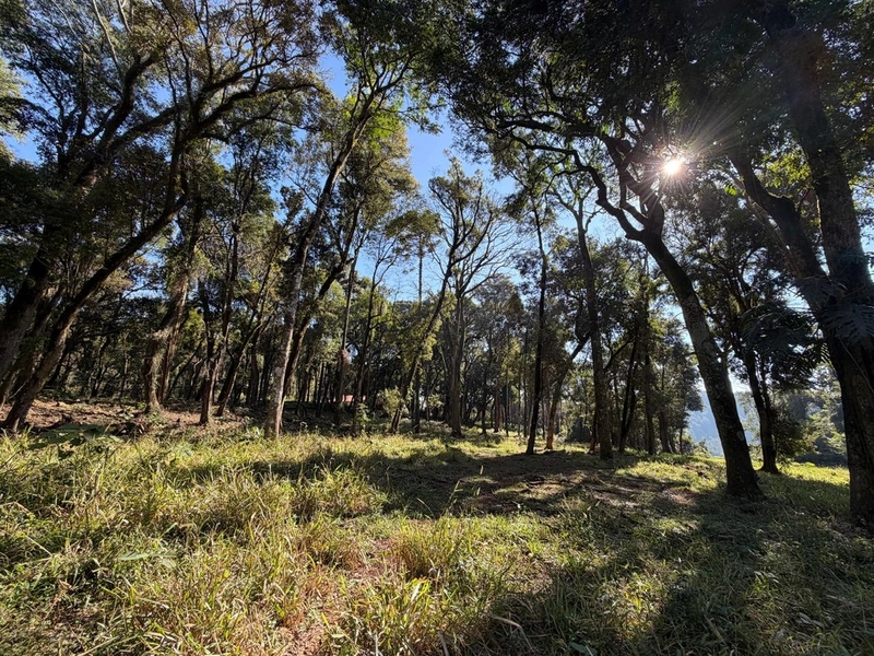 ÁREA DE TERRA À VENDA – DISTRITO MARECHAL BORMANN - CHAPECÓ/SC: 1ª foto da galeria de imagens do imóvel