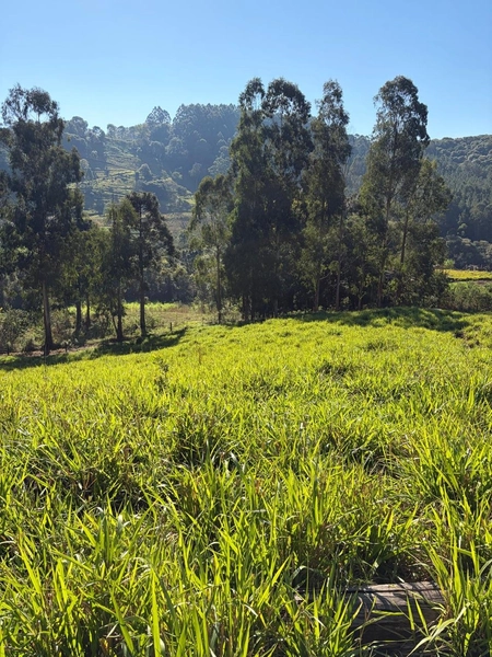 ÁREA DE TERRA À VENDA – DISTRITO MARECHAL BORMANN - CHAPECÓ/SC: 4ª foto da galeria de imagens do imóvel