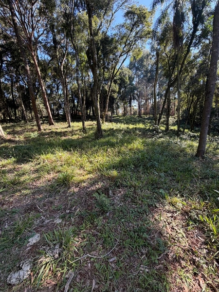 ÁREA DE TERRA À VENDA – DISTRITO MARECHAL BORMANN - CHAPECÓ/SC: 9ª foto da galeria de imagens do imóvel